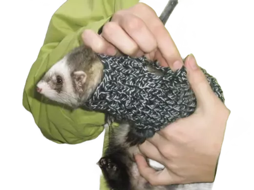 AI: PC240275.JPG (removeBg)